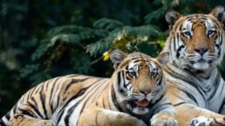 Raipur News: बाघ संरक्षण के लिए बड़ा कदम, 157 परिवारों का होगा स्वैच्छिक पुनर्वास; ग्रामसभा की सहमति होगी जरूरी